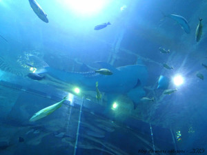 blog aquario atlanta 08