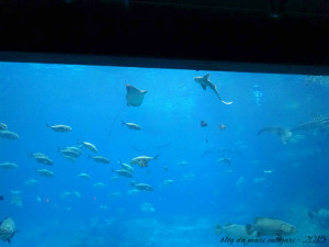 blog aquario atlanta 10